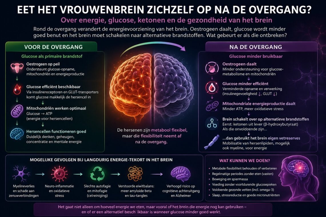 Vrouwenbrein na de overgang met uitleg over glucose, ketonen en energievoorziening
